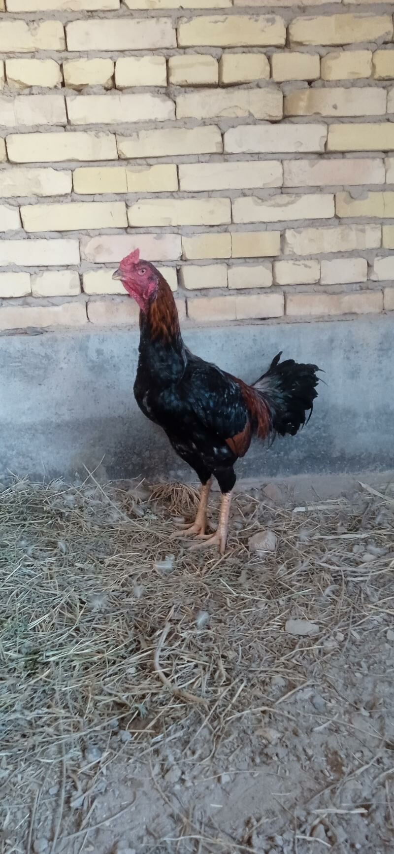 KUKURUZ+KAZAK - Türkmenabat - img 4