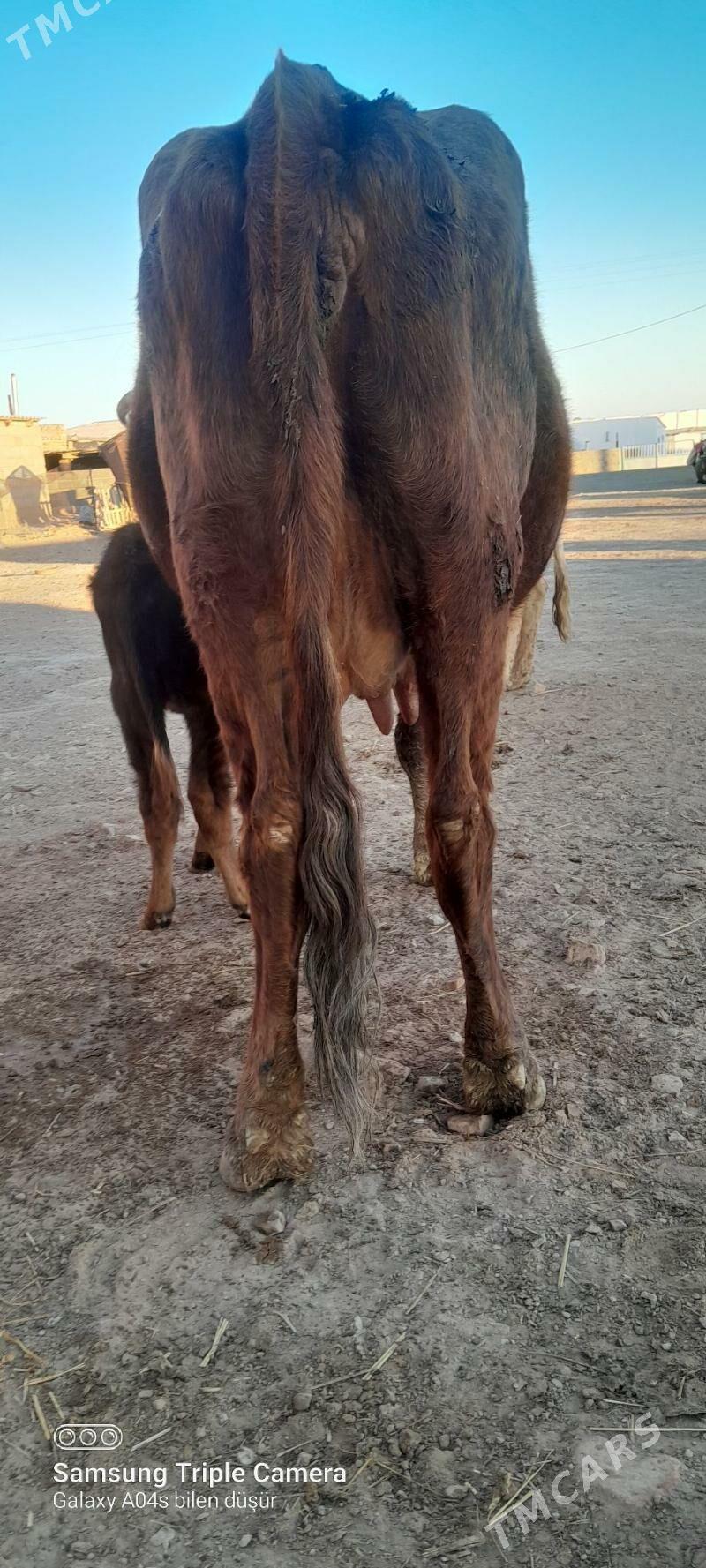 goleli sygyr - Bereket - img 2