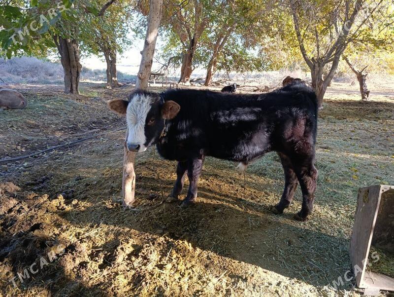 Ôkùz - Bäherden - img 2