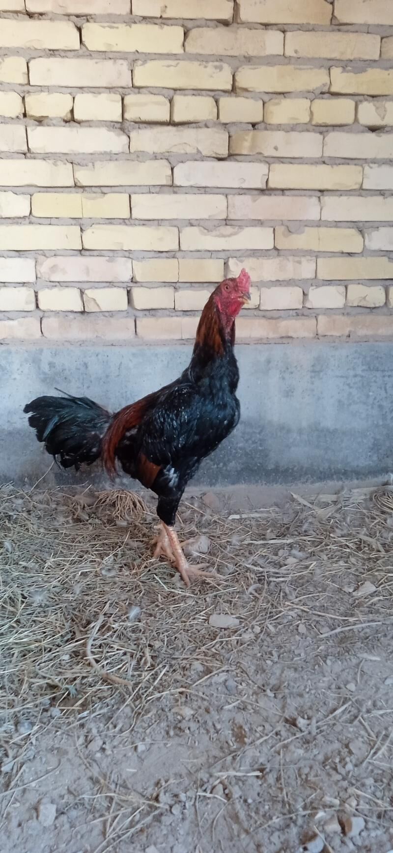 KUKURUZ+KAZAK - Türkmenabat - img 5