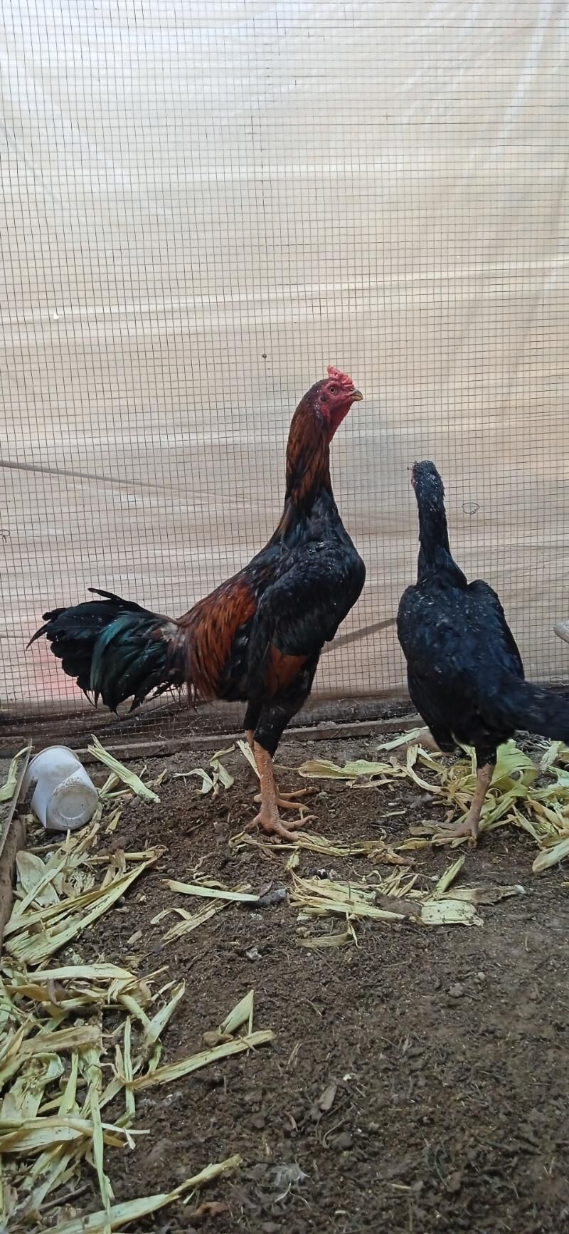 KUKURUZ+KAZAK - Türkmenabat - img 2