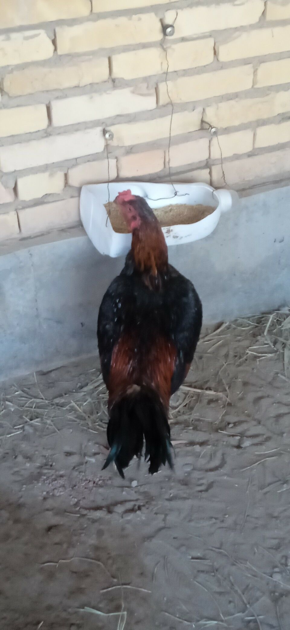 KUKURUZ+KAZAK - Türkmenabat - img 3