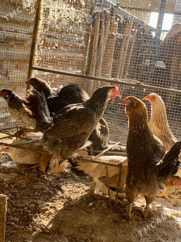 Guzlayjy towuklar - Мары - img 6