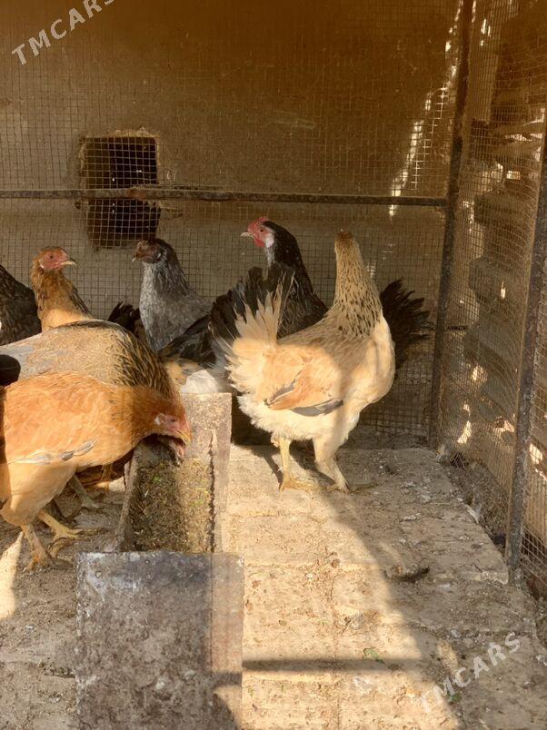 Guzlayjy towuklar - Мары - img 2