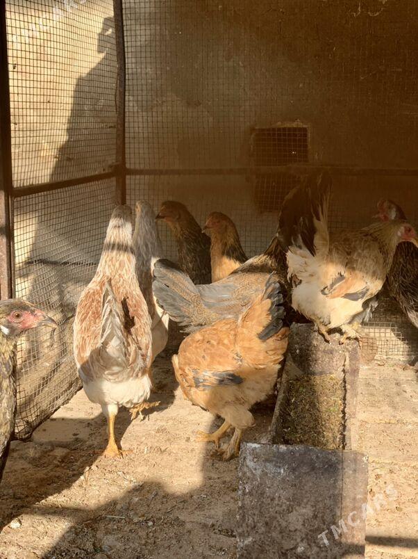 Guzlayjy towuklar - Мары - img 3