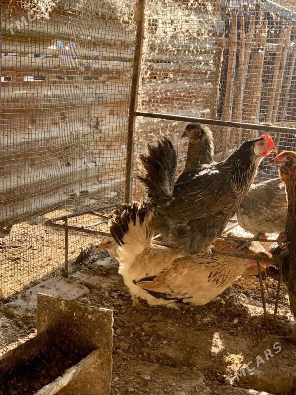 Guzlayjy towuklar - Мары - img 7