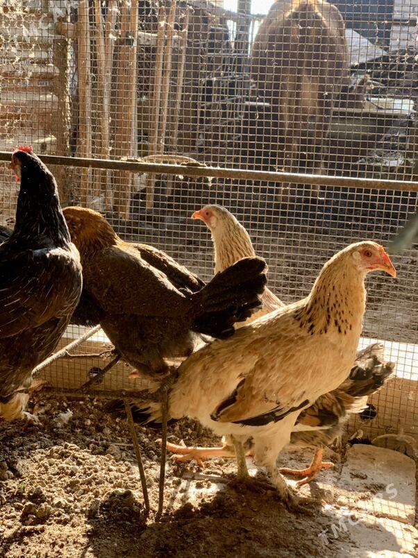 Guzlayjy towuklar - Мары - img 5