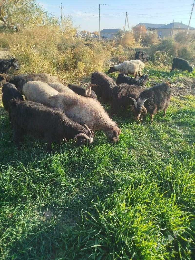 goyun gelci - Babadaýhan - img 5