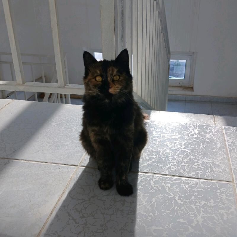 Котёнок-подросток - Türkmenabat - img 1