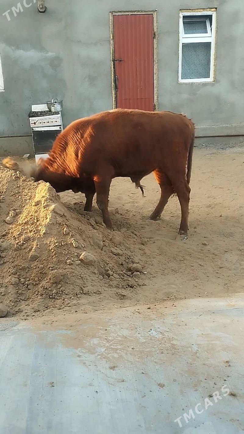 okuz - Änew - img 2