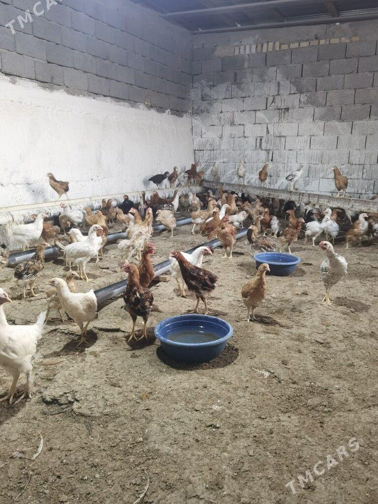 5aylyk juyje - Гызыларбат - img 1