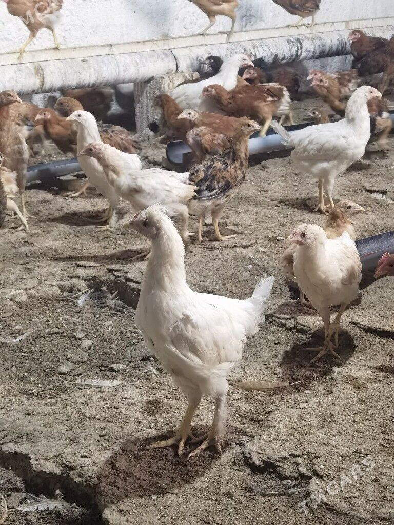 5aylyk juyje - Гызыларбат - img 2