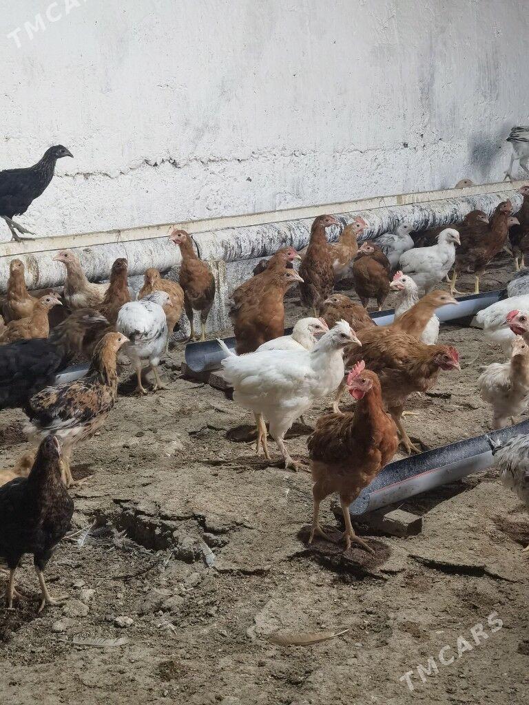 5aylyk juyje - Гызыларбат - img 3