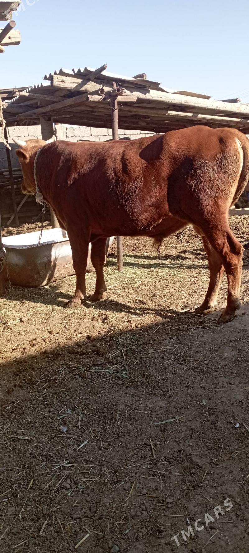 okuz - Ak bugdaý etraby - img 3