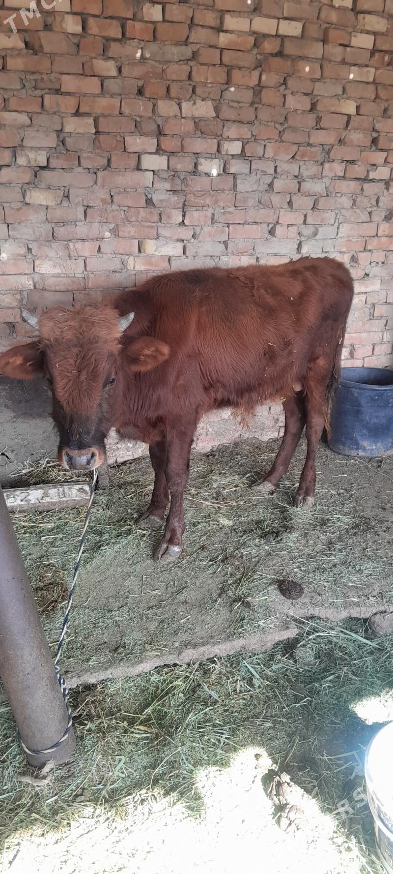 Okuz - Ак-Бугдайский этрап - img 2