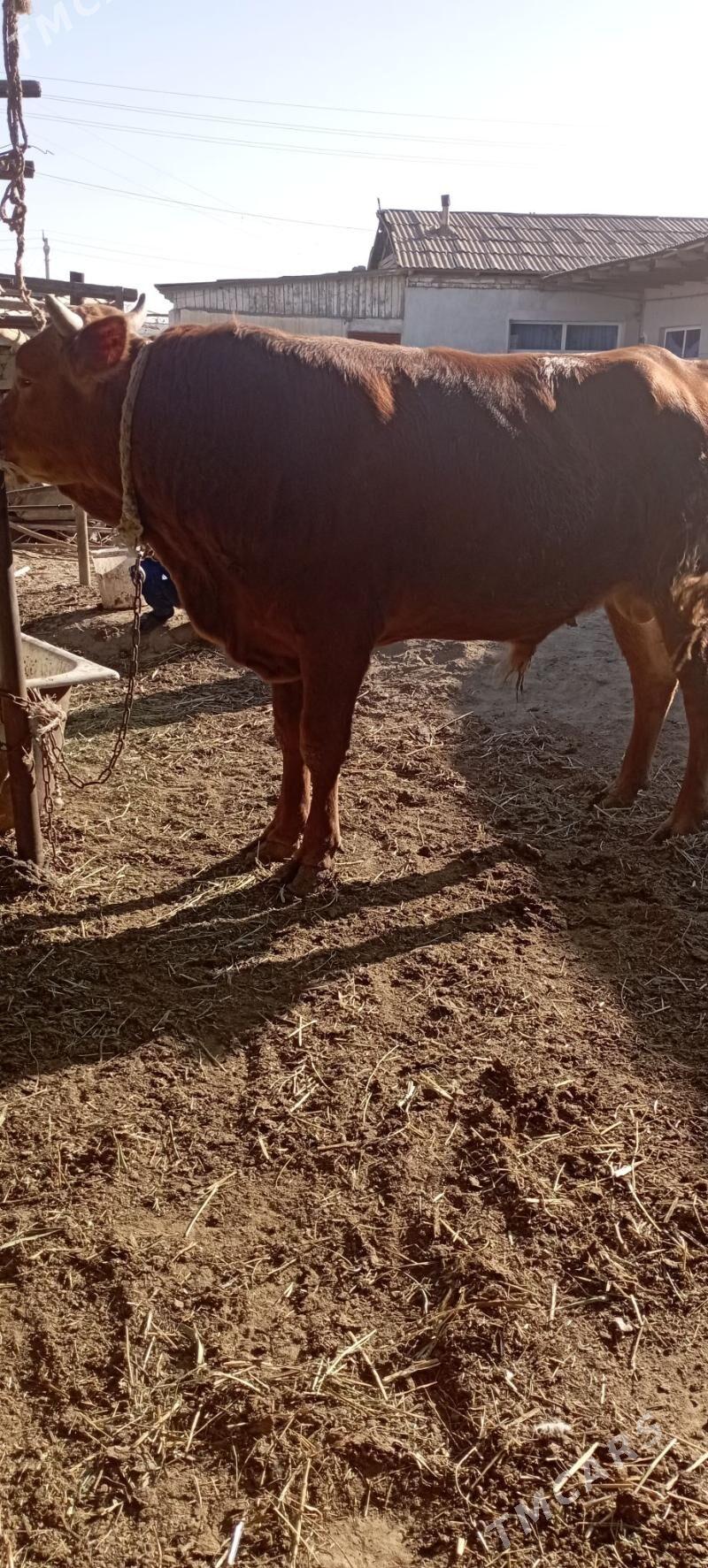 okuz - Ak bugdaý etraby - img 2