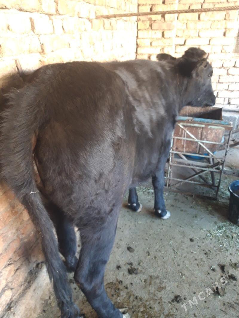 tuwe - Tejen - img 1