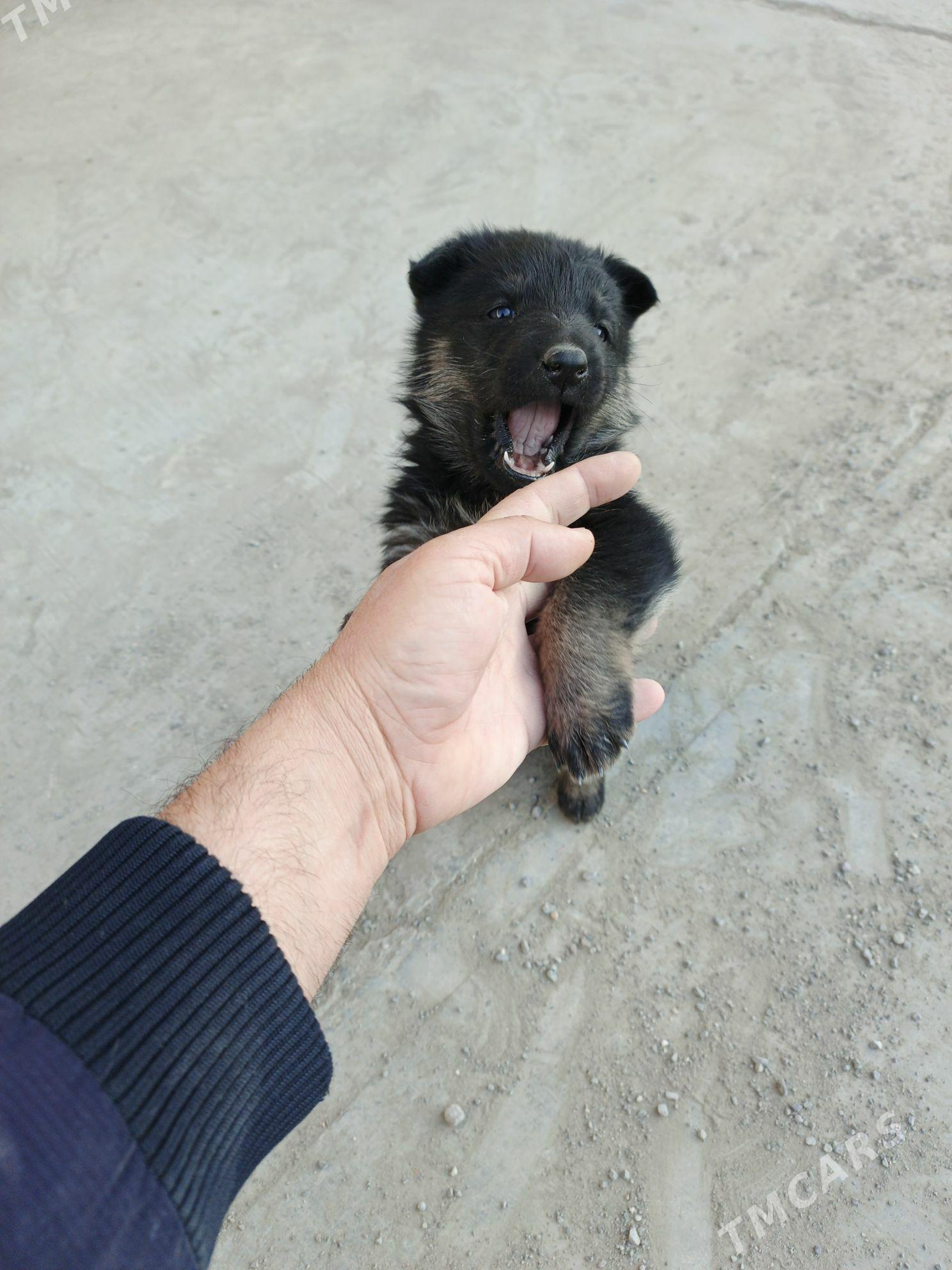 Awçarka güjügi - Aşgabat - img 3