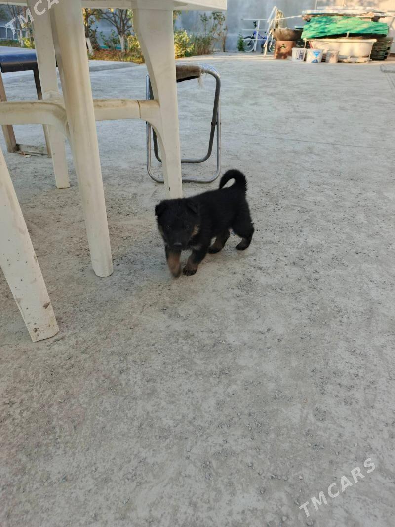 Awçarka güjügi - Aşgabat - img 2