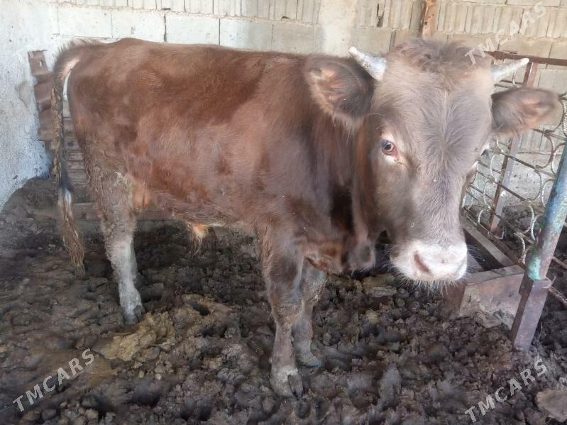 okuz - Garadamak Şor - img 2