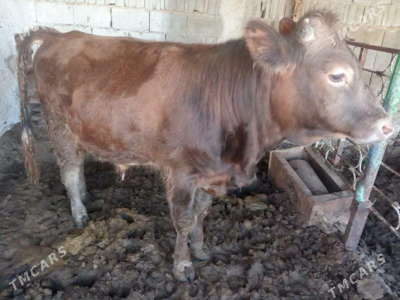 okuz - Garadamak Şor - img 1