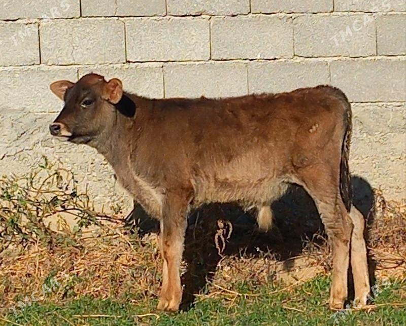 ÖKÜZ - Büzmeýin - img 2