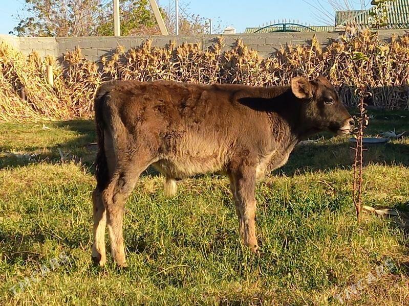 ÖKÜZ - Büzmeýin - img 3