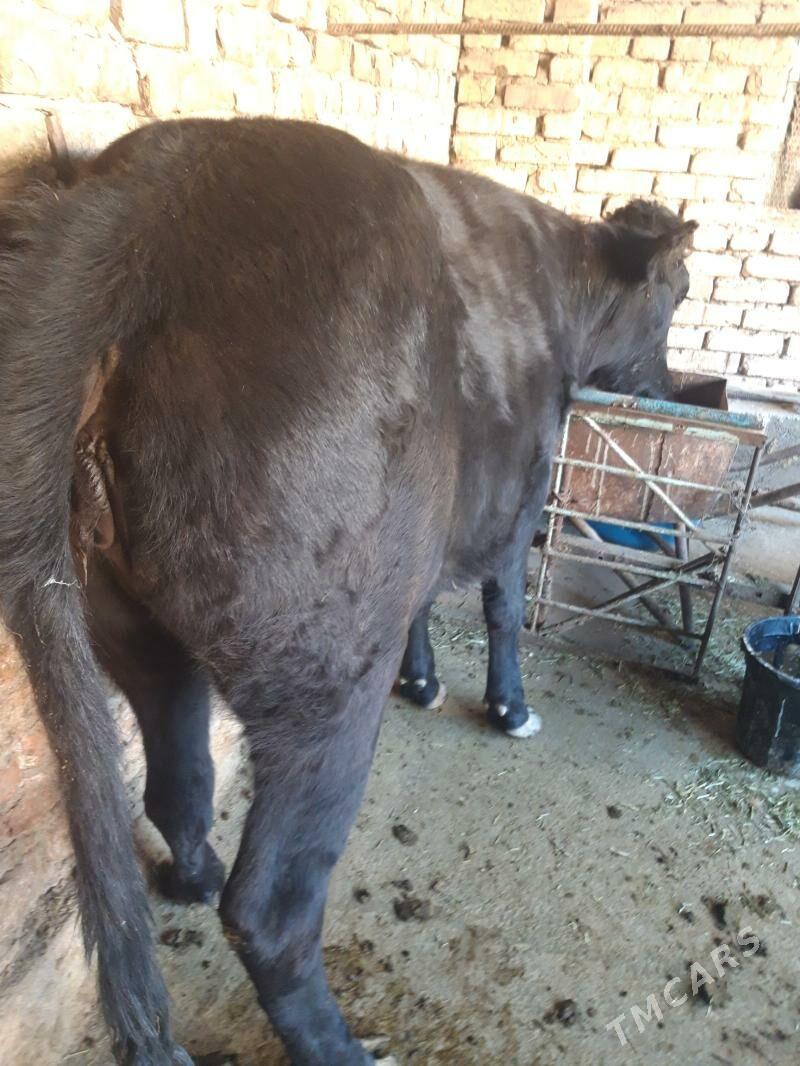 tuwe - Tejen - img 2