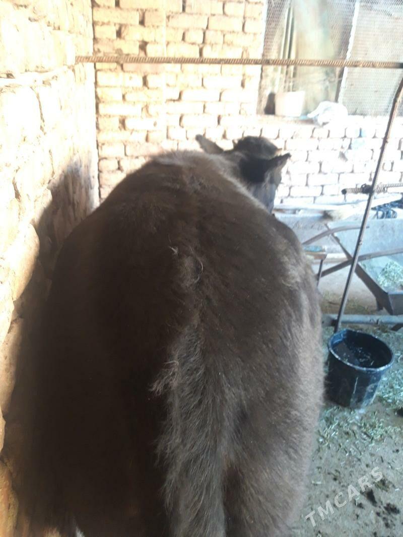 tuwe - Tejen - img 4