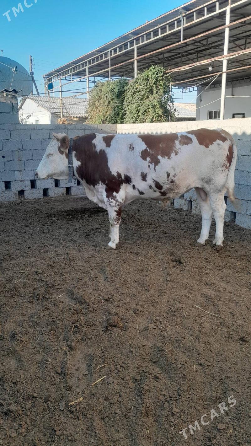 Simental öküz - Änew - img 4