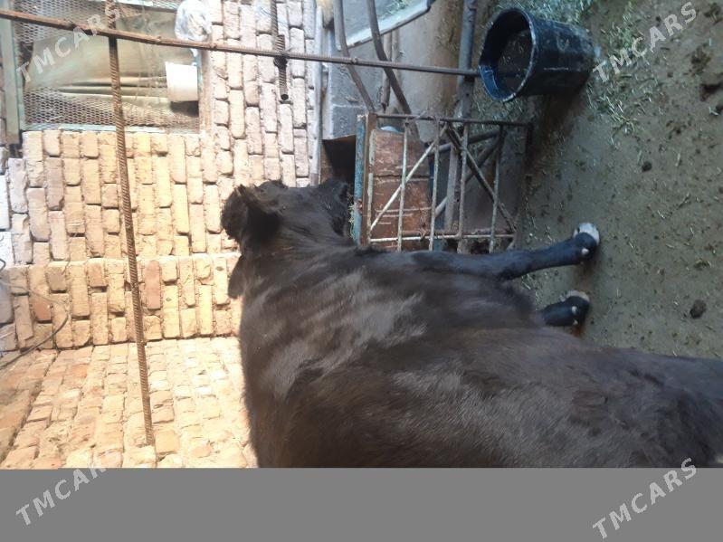 tuwe - Tejen - img 3