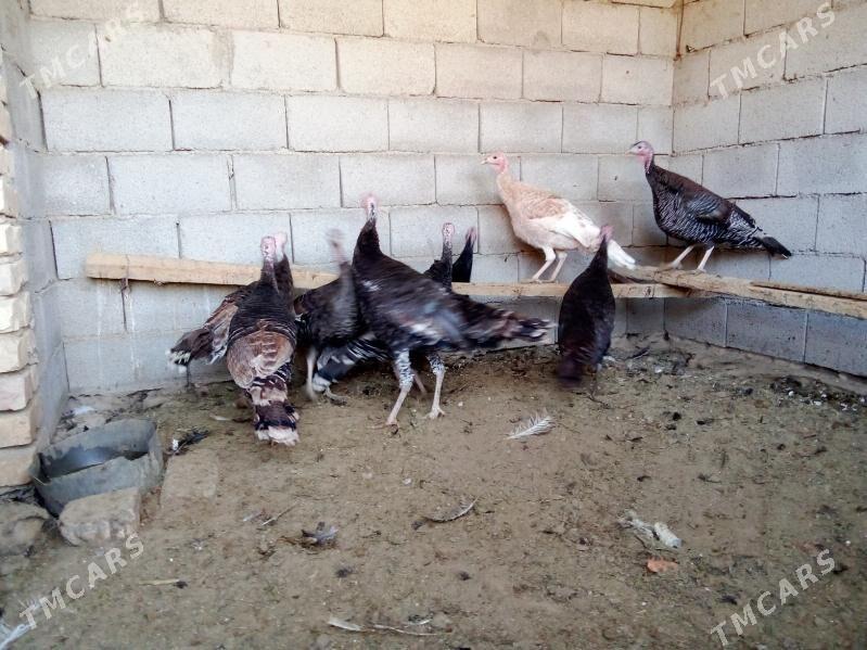 induk - Murgap - img 3