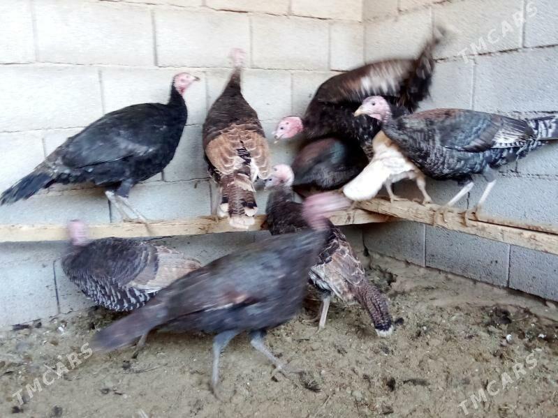 induk - Murgap - img 2