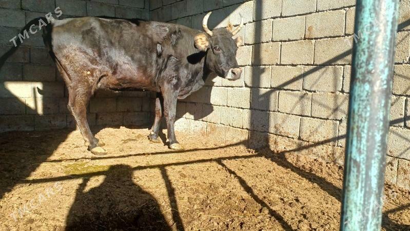 Sygyr - Aşgabat - img 3