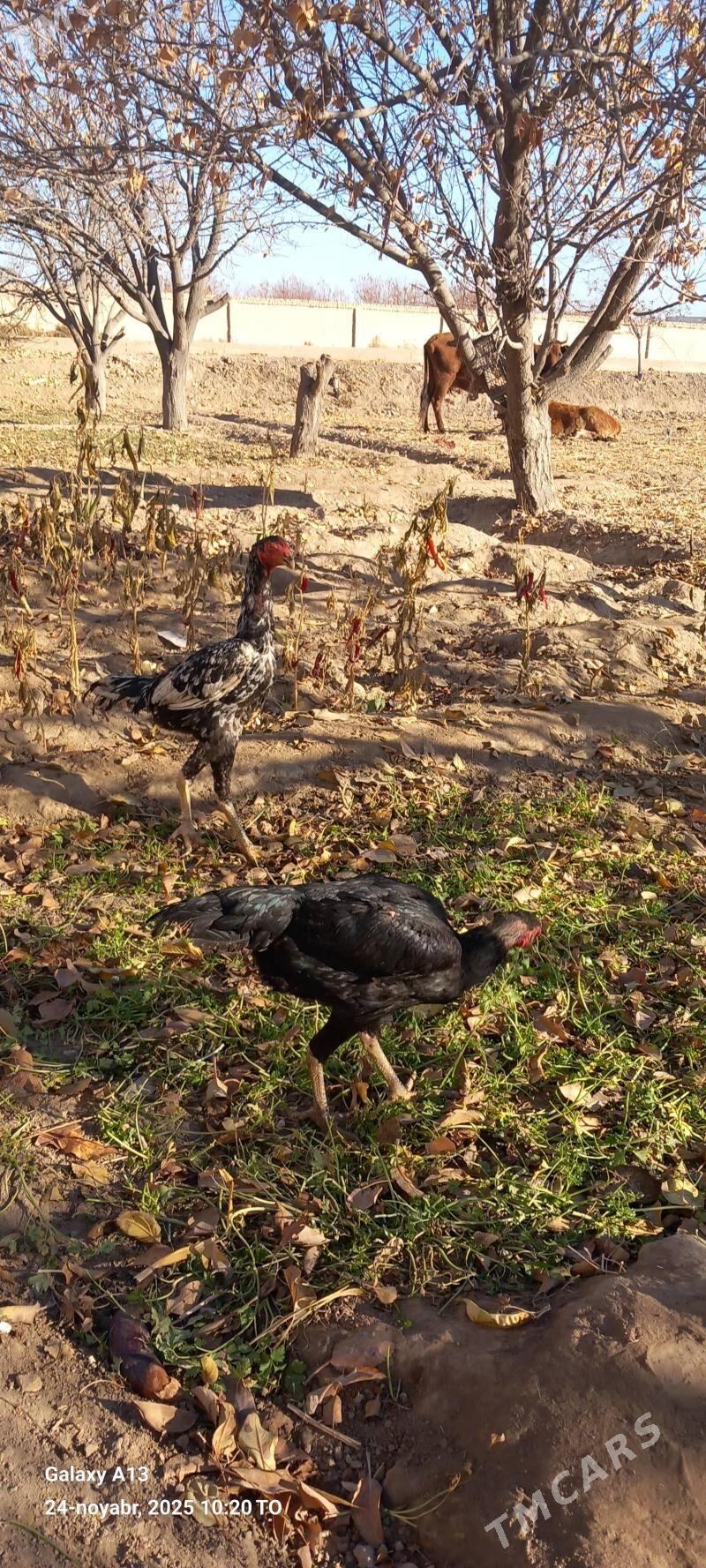 horaz - Шабатский этрап - img 4