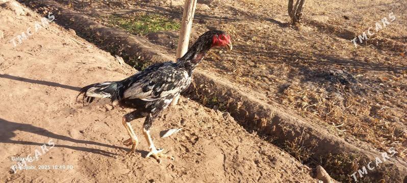 horaz - Шабатский этрап - img 3