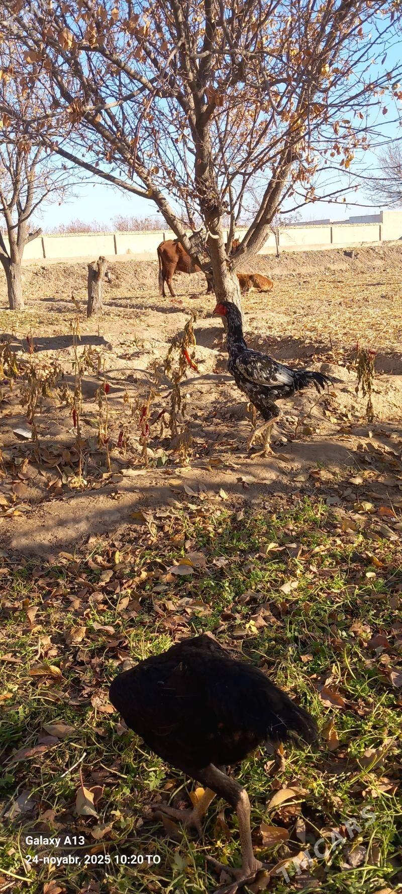 horaz - Шабатский этрап - img 2