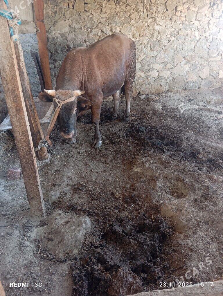 Őküz - Берекет - img 3