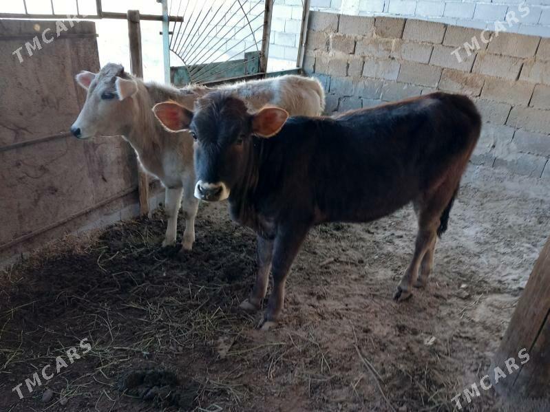 Şiwes Tuweler - Бузмеин - img 5