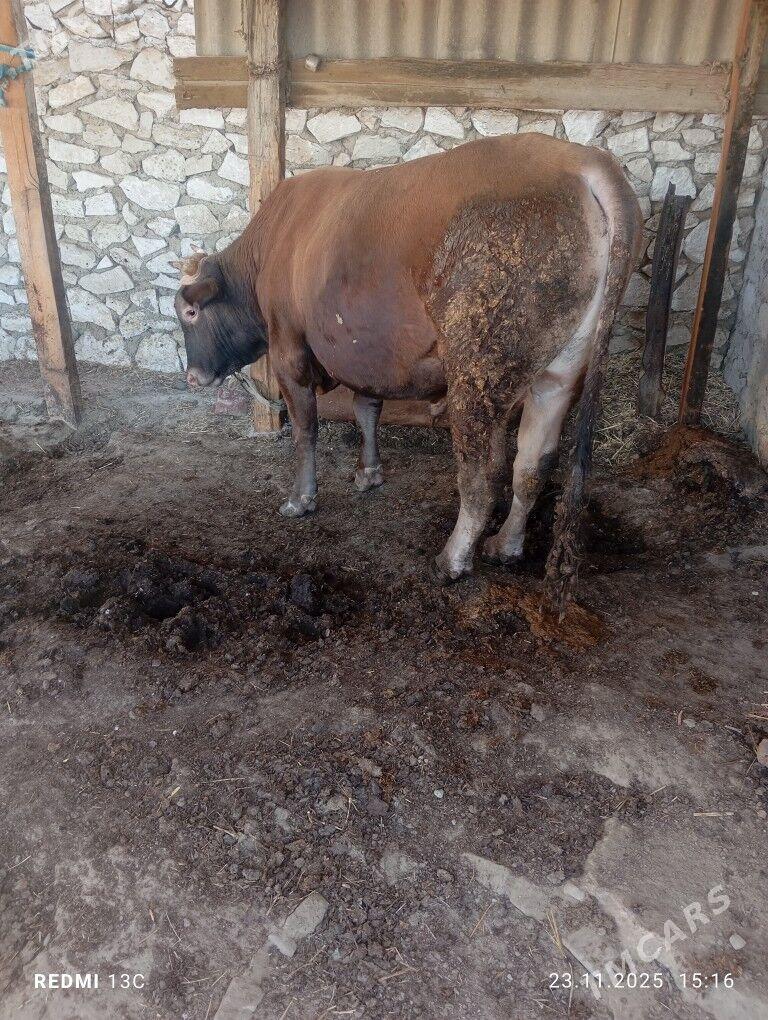 Őküz - Берекет - img 4