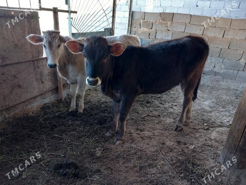 Şiwes Tuweler - Бузмеин - img 6