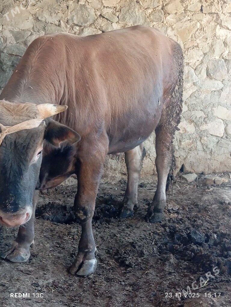 Őküz - Берекет - img 2