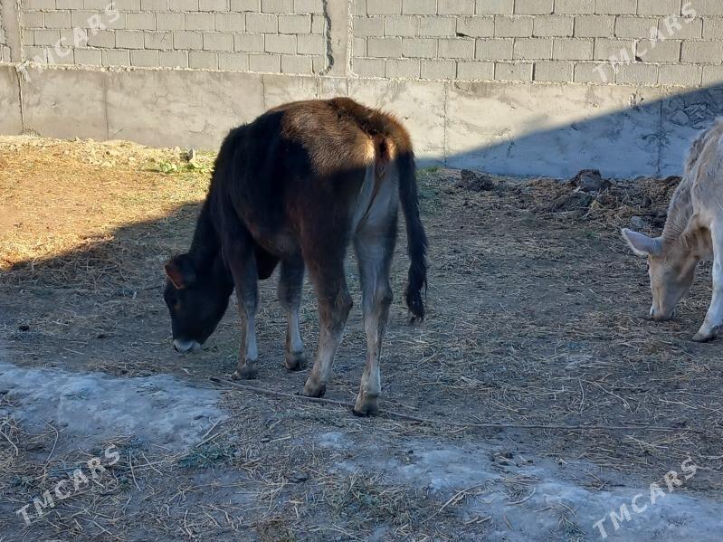 Şiwes Tuweler - Бузмеин - img 8