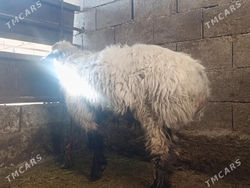 Öweç goç - Gökdepe - img 2