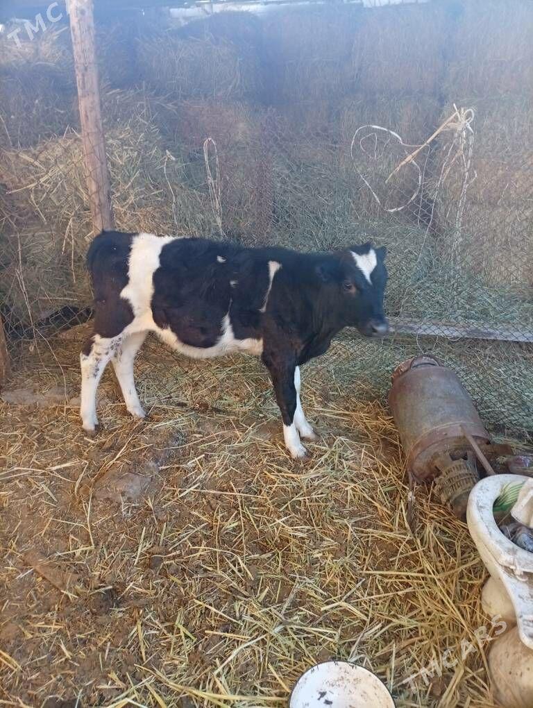 ala goleala gole - Änew - img 2