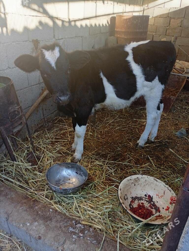 ala goleala gole - Änew - img 3