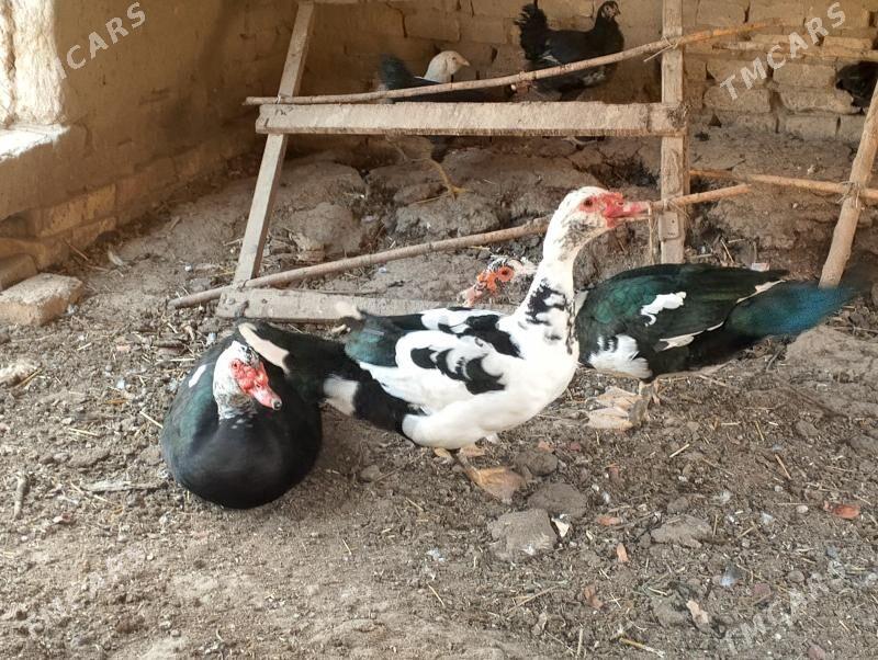 muskus ördek erkek - Çärjew - img 2