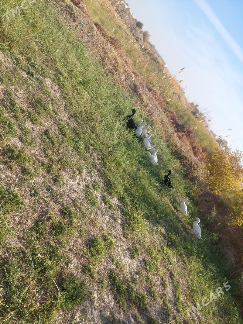 ordek - Baýramaly - img 1