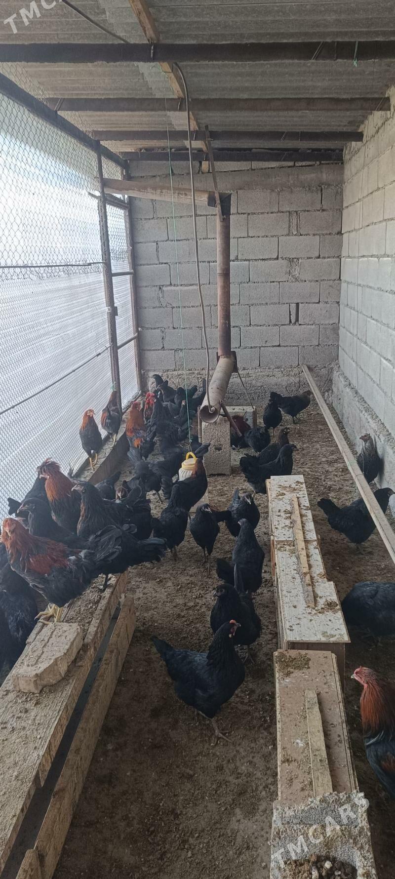 towuk - Gökje - img 1