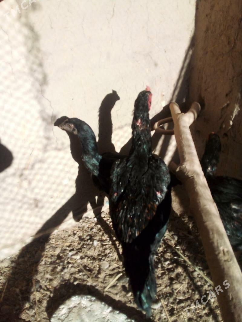 хораз.маки - Дашогуз - img 4